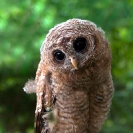 065_B24.1229V-African-Wood-Owl-owlet-Strix-woodfordii