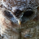 066_B24.1295-African-Wood-Owl-owlet-Strix-woodfordii