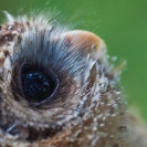 067_B24.1300-African-Wood-Owl-owlet-eyes-Strix-woodfordii