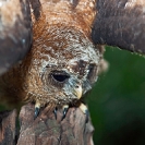069_B24.1327-African-Wood-Owl-owlet-mantling-behaviour-Strix-woodfordii