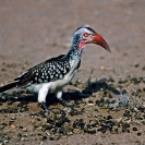071_B29H.85-Red-billed-Hornbill-Tockus-erythrorhynchus