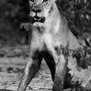 002_ML.515BW-Lioness-at-Alert-Hwange-Zimbabwe