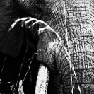 006_ME.1001VBWC-African-Elephant-Bull-close-up-Luangwa-Valley-Zambia