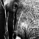 007_ME.0989VBWA-African-Elephant-Bull-Luangwa-Valley-Zambia