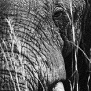 008_ME.0993VBWA-African-Elephant-Bull-Luangwa-Valley-Zambia