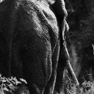 009_ME.0965BW-African-Elephant-Bull-Luangwa-Valley-Zambia