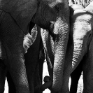 010_ME.0931BWB-African-Elephants-Greeting-Luangwa-Valley-Zambia