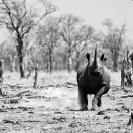 012_MR.25BWA-EXTINCT-Black-Rhino-charge-Luangwa-Valley-Zambia