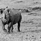 015_MR.BW.082-36-EXTINCT-Luangwa-Valley-Black-Rhino-Zambia