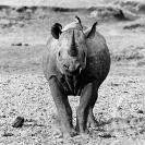 016_MR.BW.082-37V-EXTINCT-Luangwa-Valley-Black-Rhino-Zambia