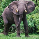 001_ME.153-Bull-Elephant-Luangwa-Valley-Zambia