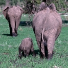 002_ME.186-African-Elephant-&-Calf-in-Mud-Luangwa-Valley-Zambia