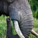 005_ME.0996V-African-Elephant-Bull-Luangwa-Valley-Zambia--
