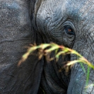 007_ME.0998VA-African-Elephant-eye-Luangwa-Valley-Zambia