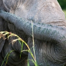 008_ME.1000-African-Elephant-Bull-close-up-Luangwa-Valley