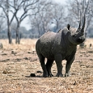 010_MR.500--Extinct-Black-Rhino-Luangwa-Valley