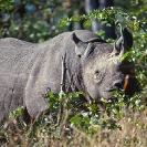011_MR.501--Extinct-Black-Rhino-Luangwa-Valley