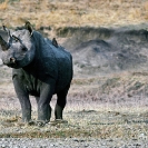 012_MR.502-EXTINCT-Luangwa-Valley-Black-Rhino-Zambia