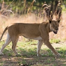 015_ML.1120-African-Lioness-Walking-Eyes-Luangwa-Valley-Zambia