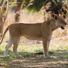 016_ML.1122-African-Lioness-Eyes-Luangwa-Valley-Zambia