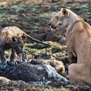 020_ML.11089-Lioness-&-Cub-at-Kill-Luangwa-Valley-Zambia