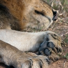 022_ML.0733V-African-Lion-Male-paws-Luangwa-Valley-Zambia-