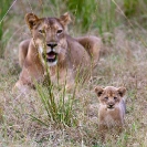 024_ML.1057-Lioness-&-newborn-cub-Luangwa-Valley-Zambia