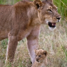025_ML.1067V-Lioness-&-newborn-cub-Luangwa-Valley-Zambia