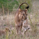 027_ML.1091-Lioness-carrying-newborn-cub-Luangwa-Valley-Zambia-