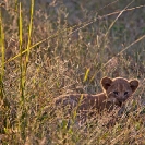 029_ML.1072-Lion-cub-newborn-Luangwa-Valley-Zambia