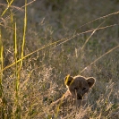 030_ML.1070V-Lion-cub-newborn-Luangwa-Valley-Zambia-
