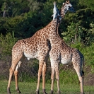057_MG.0747V-Thornicroft's-Giraffe-young-males-sparring-Luangwa-Valley-Zambia
