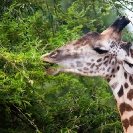 058_MG.0841-Thornicroft's-Giraffe-feeding-on-Acacia-Luangwa-Valley-Zambia