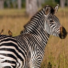074_MZ.0755-Zebra-&-Oxpeckers-Luangwa-Valley-Zambia