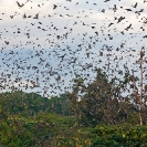 082_MBA.4619-Straw-coloured-Fruit-Bat-Migration-N-Zambia
