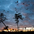 090_MBA-451719A-Dawn-Straw-coloured-Fruit-Bat-Migration-N-Zambia