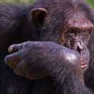 109_MApC.5202-Chimpanzee-Chimfunshi-Sanctuary-Zambia