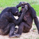 116_MApC.5376-Chimpanzees-grooming-#3-Chimfunshi-Sanctuary-Zambia