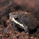 121_AF.1164-Rain-Frog-Brevisceps-mossambicus