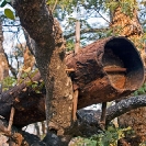 131_IB.8357-Traditional-African-Bark-Hive-for-Wild-Bees-N-Zambia