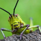137_IG.4848-Pyrgomorphid-Grasshopper-N-Zambia-