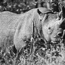 003_MR.501BW--EXTINCT-Luangwa-Valley-Black-Rhino-population