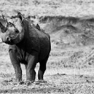 004_MR.502BWA--EXTINCT-Luangwa-Valley-Black-Rhino