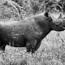 005_MR.503BW-EXTINCT-Luangwa-Valley-Black-Rhino