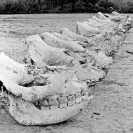 018_Po.BW.0082-35-EXTINCT-Black-Rhino-Skulls-Luangwa-Valley-Zambia