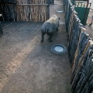 034_Po.2393V-Black-Rhino-Translocation
